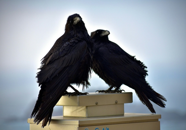 Consider the Ravens